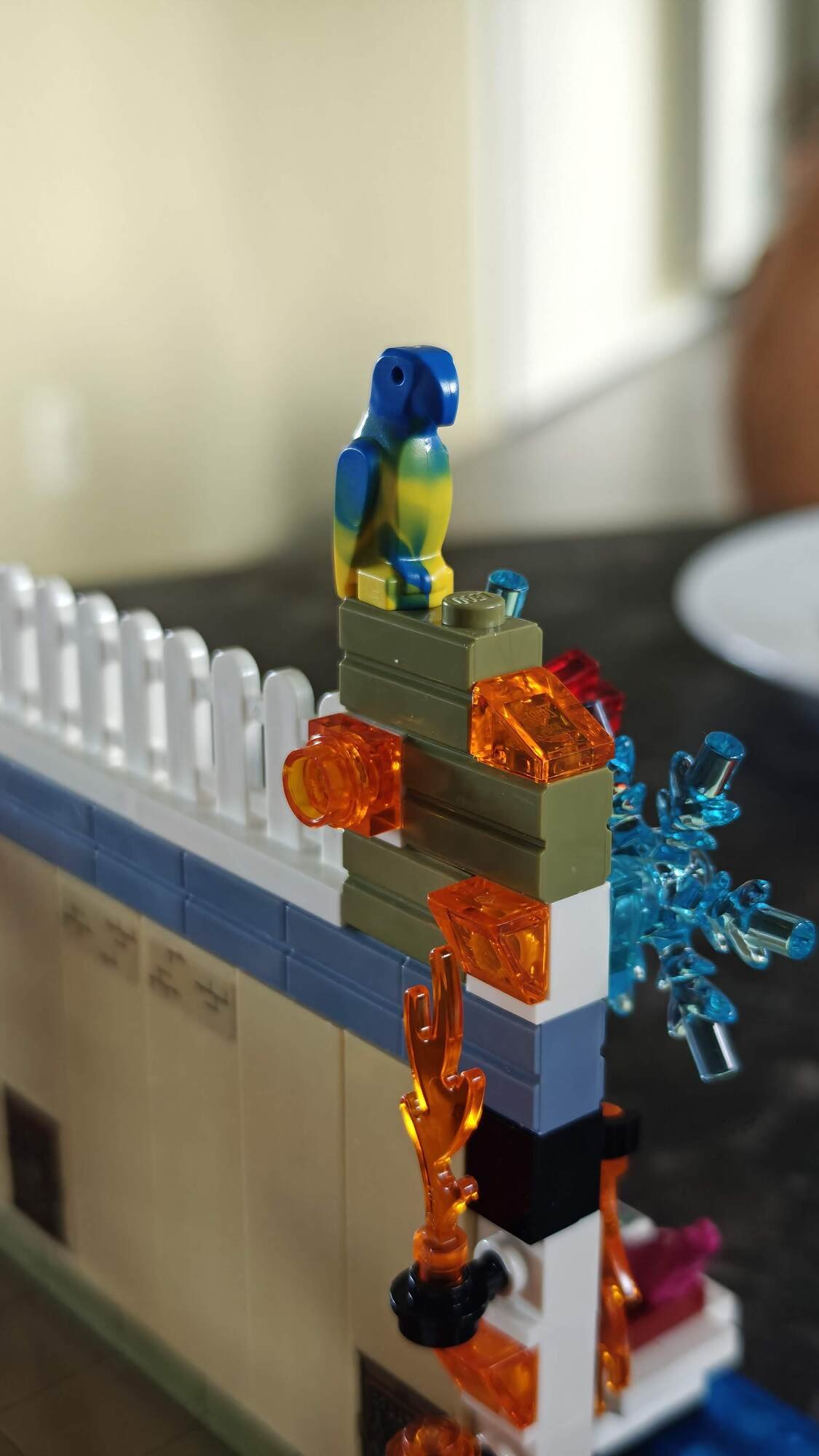 Il pappagallo si trova sulla parte più alta del muro